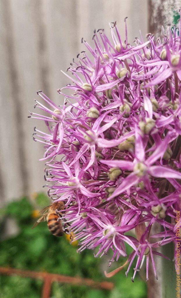 Пятигорские пчелы и цветы лука