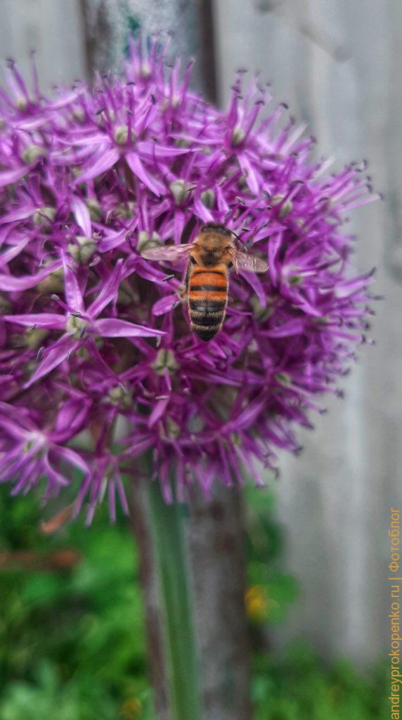 Пятигорские пчелы и цветы лука