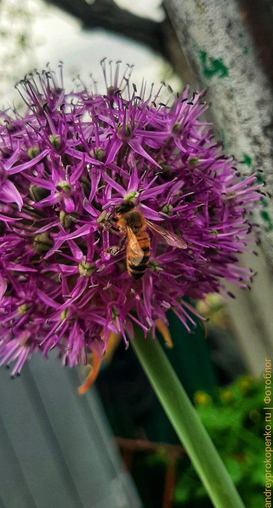 Пятигорские пчелы и цветы лука