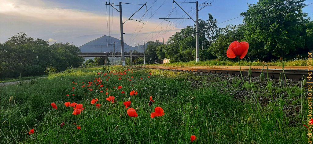 Закат, маки, электрички и гора Бештау