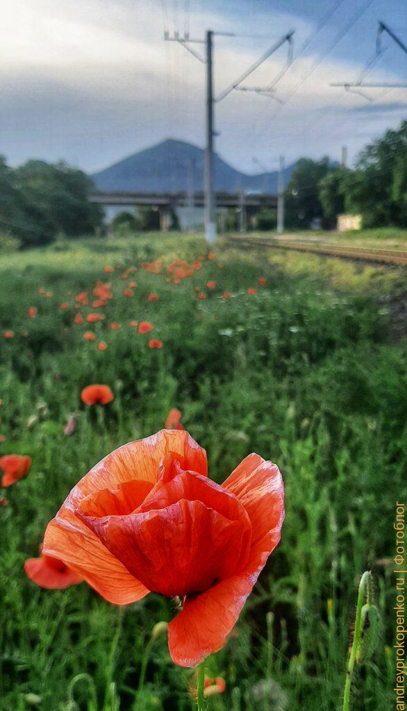 Закат, маки, электрички и гора Бештау