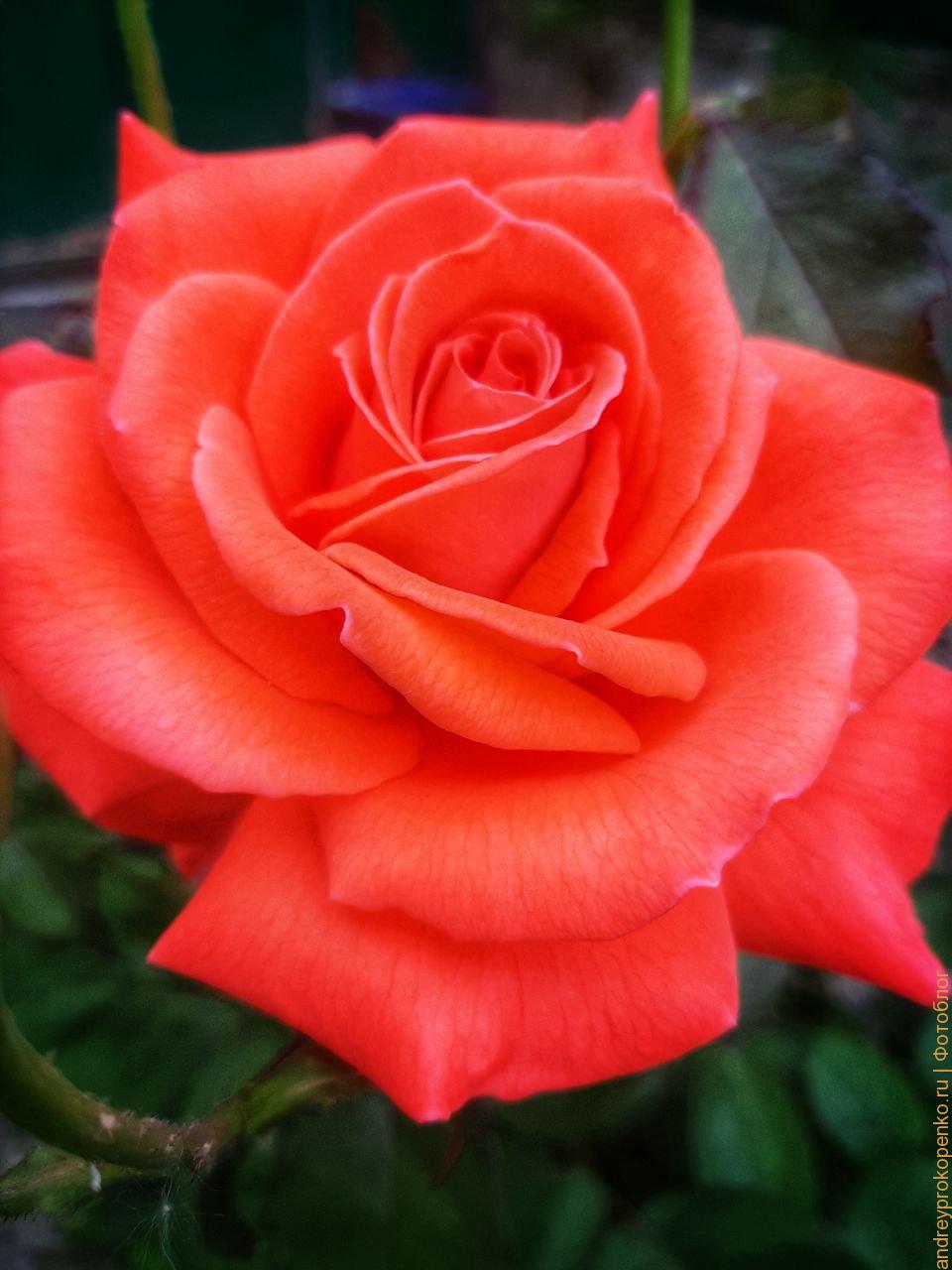 Запрет на смену пола в России. Что это означает?