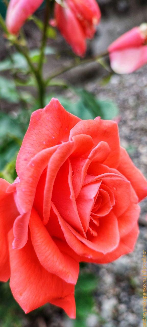 На что я фотографирую?