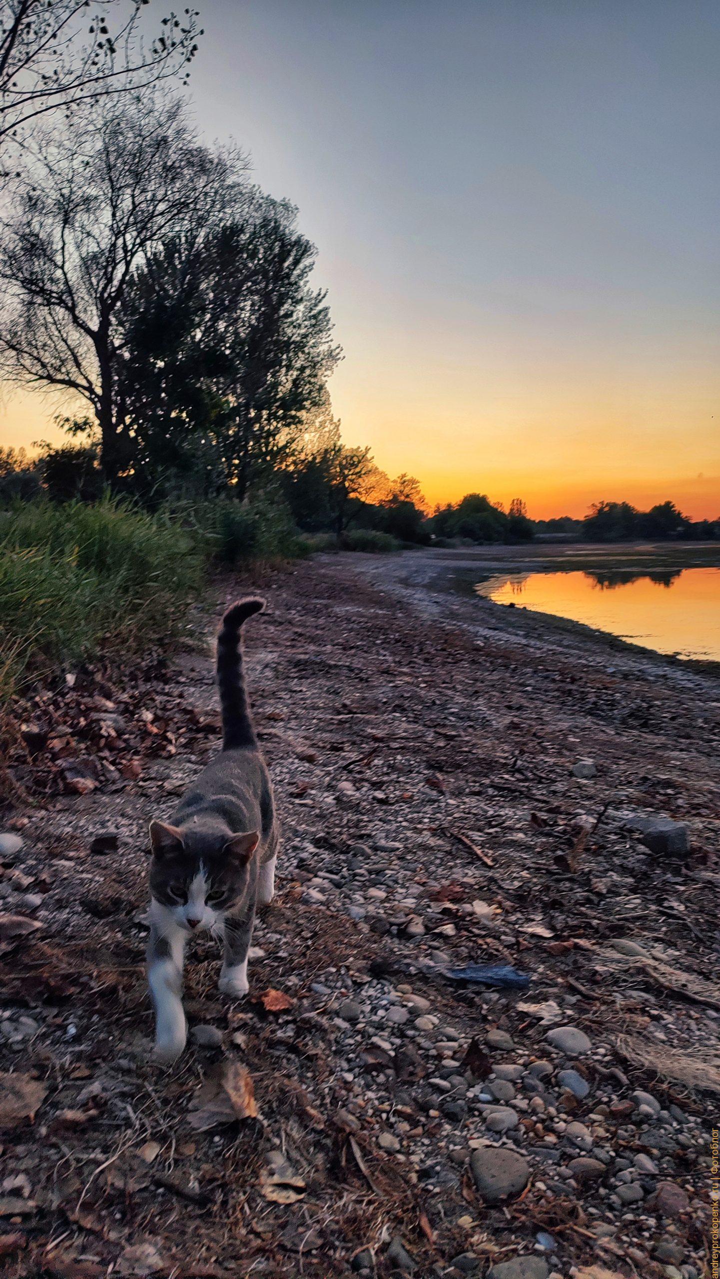 Закатный кот на озере / фото дня