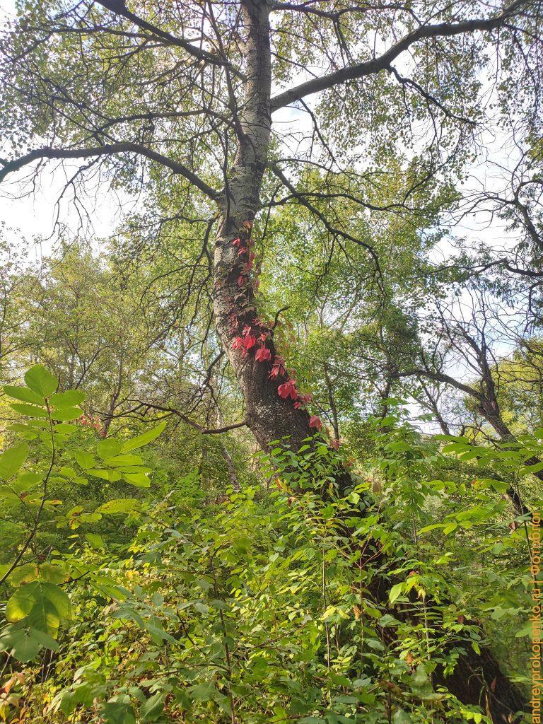 Осенняя прогулка по берегу Подкумка в Пятигорске