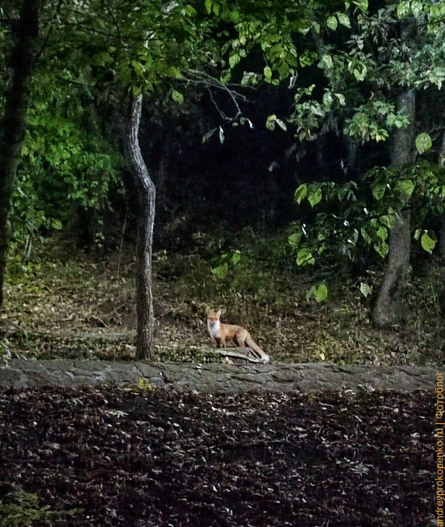 Полнолуние на Эоловой арфе в Пятигорске