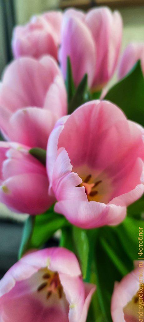 Весенние тюльпаны / фото дня