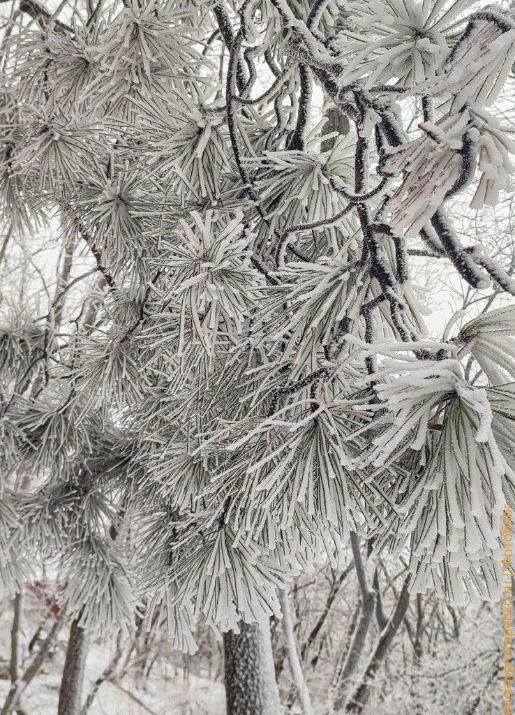 Зимняя красота в Пятигорске