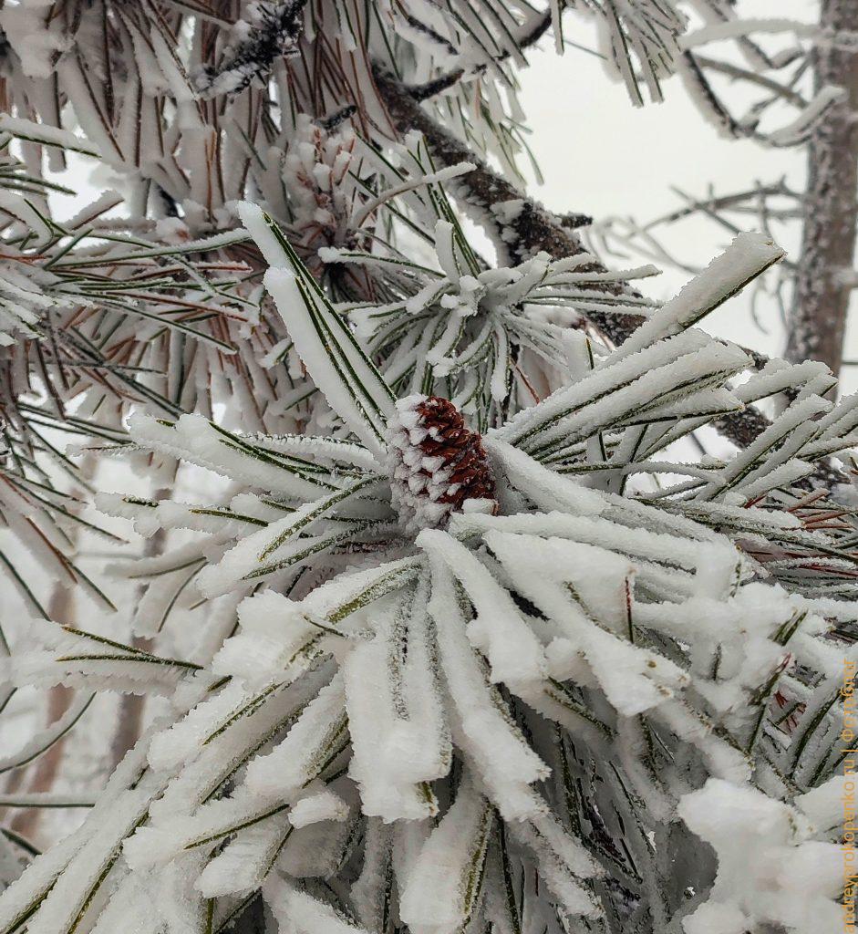 Зимняя красота в Пятигорске