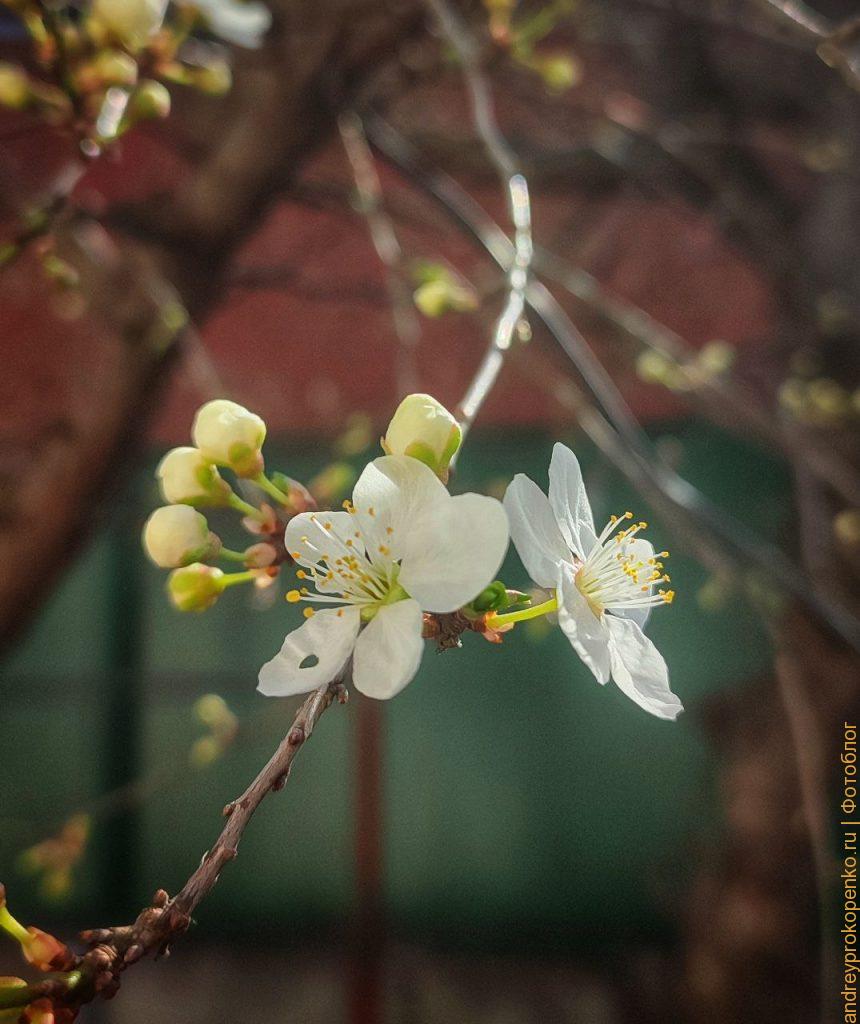 Весенняя красота в Пятигорске