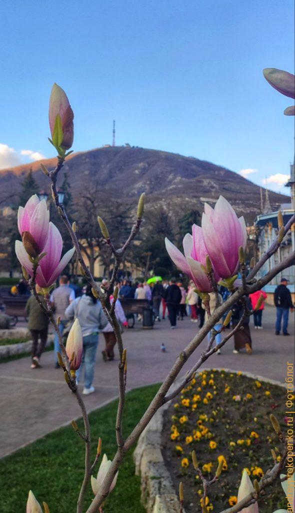 Цветущие магнолии в парке Цветник. Весенний Пятигорск