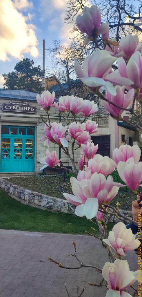 Цветущие магнолии в парке Цветник. Весенний Пятигорск