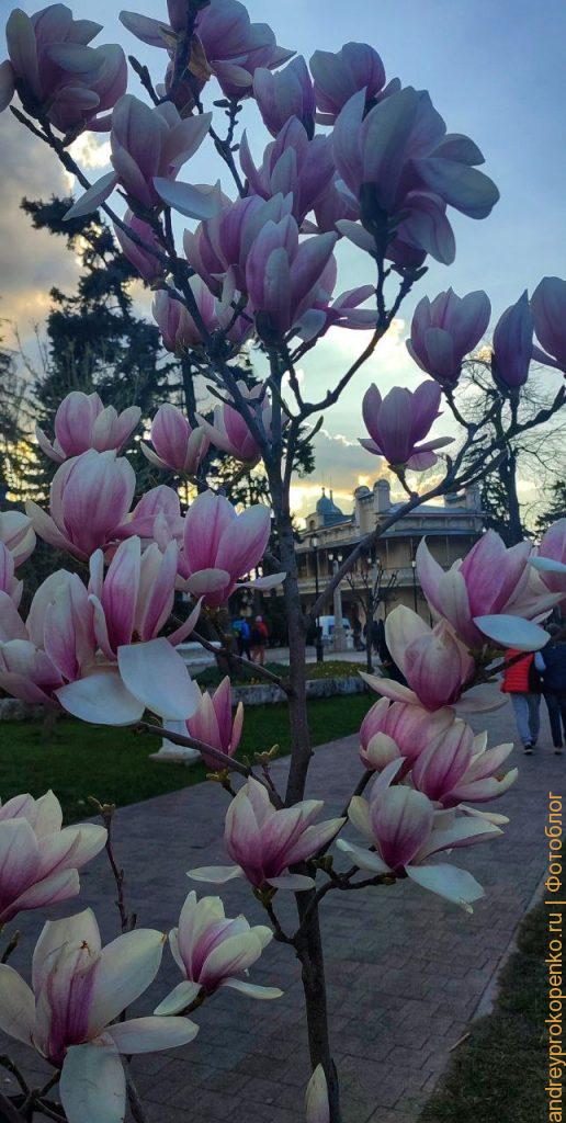 Цветущие магнолии в парке Цветник. Весенний Пятигорск