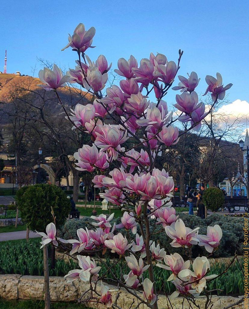 Цветущие магнолии в парке Цветник. Весенний Пятигорск