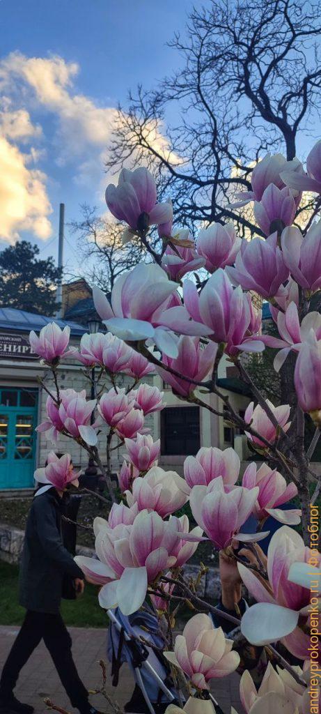 Цветущие магнолии в парке Цветник. Весенний Пятигорск