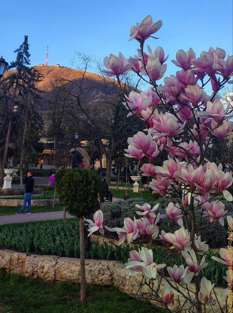 Цветущие магнолии в парке Цветник. Весенний Пятигорск