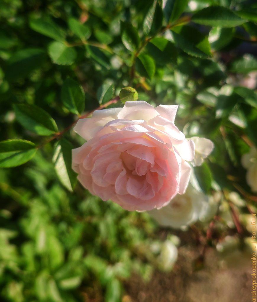 Фотографии из Пятигорска. Сборник из мобильного телефона