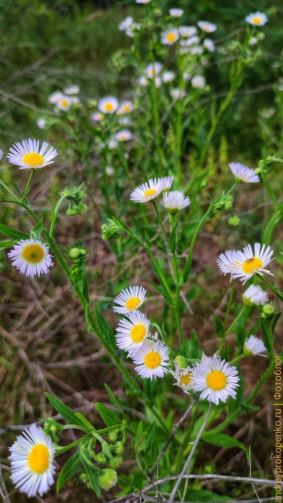 Фотографии из Пятигорска. Сборник из мобильного телефона