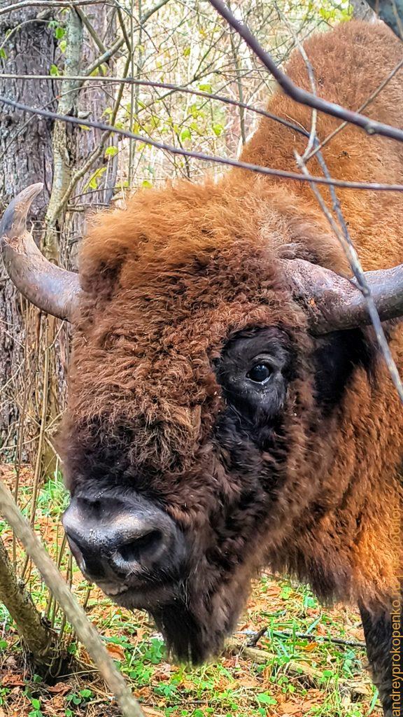 Красота Приэльбрусья. Осенний Архыз