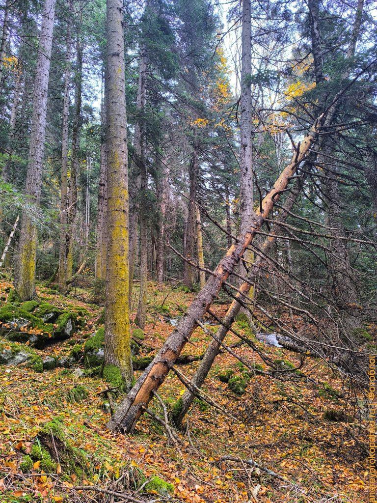 Красота Приэльбрусья. Осенний Архыз