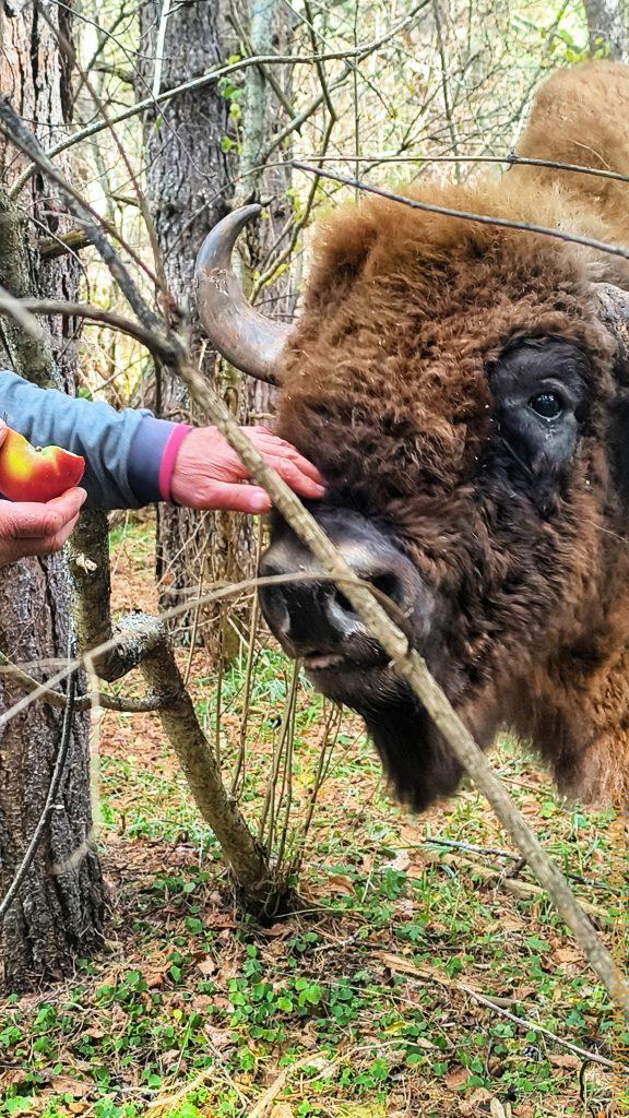Красота Приэльбрусья. Осенний Архыз