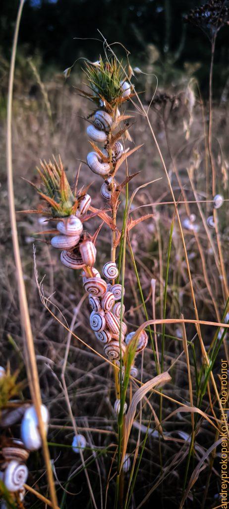 Коммуналка в природе / фото дня