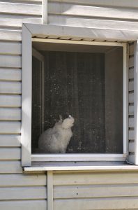 Кот в окошке